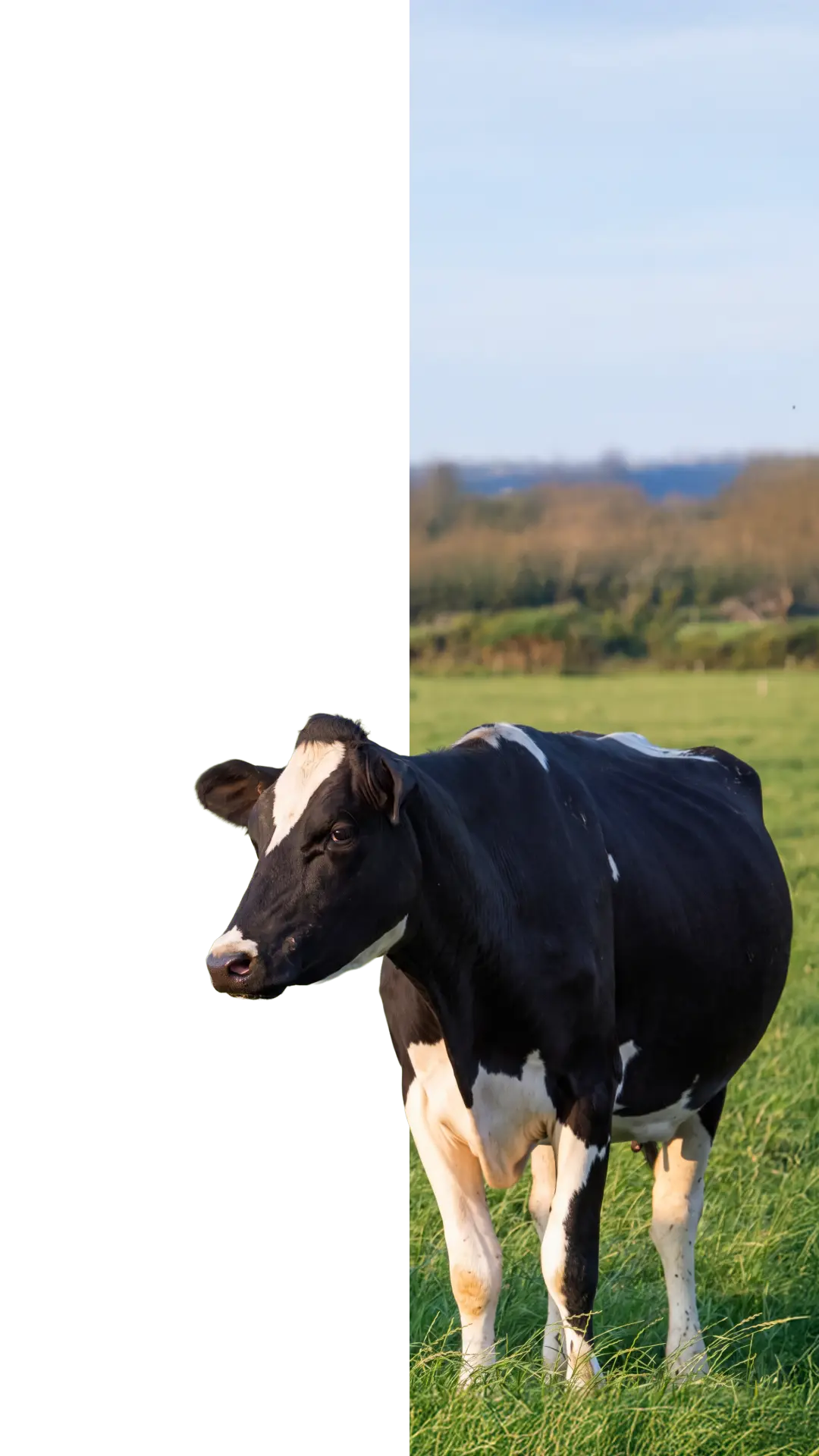 Vaca Holando en el campo, imagen de contacto de RODEG