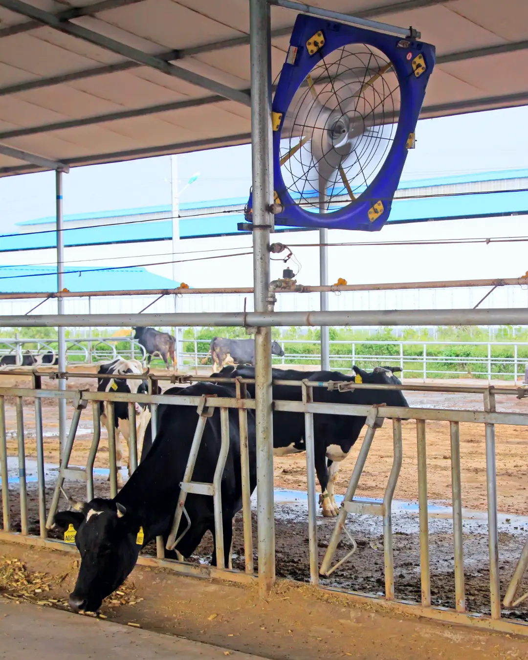 Ventilador R-FAN RODEG en un corral de vacas
