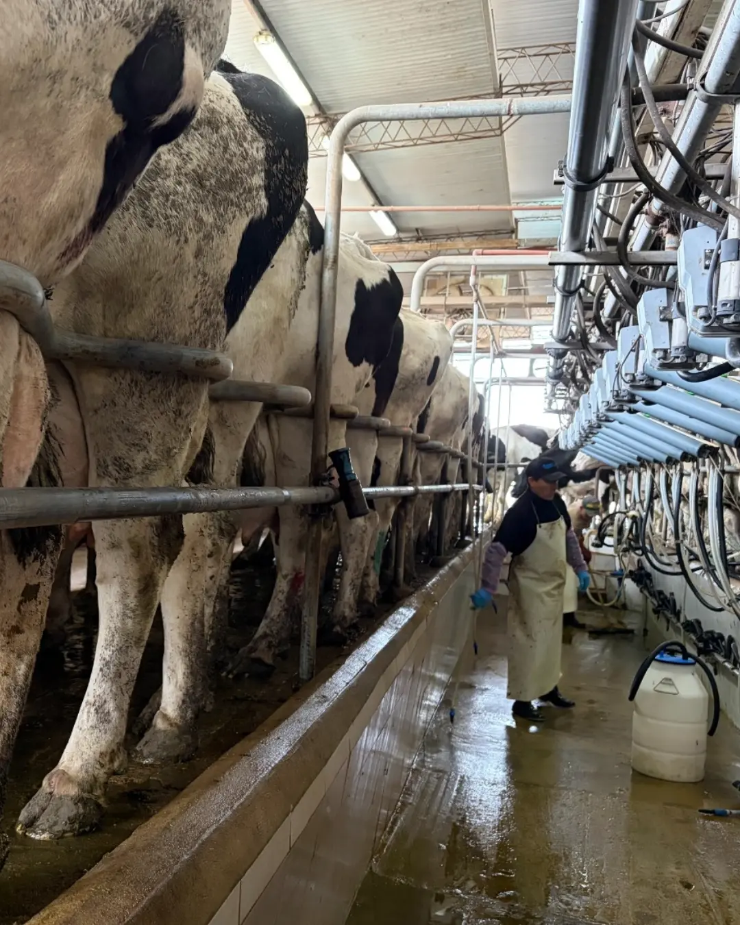 Vacas en una sala de ordeño equipada por RODEG