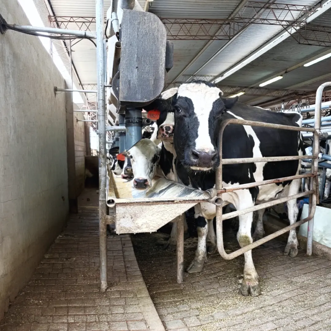 Vacas alimentándose durante el ordeño con dosificación automática