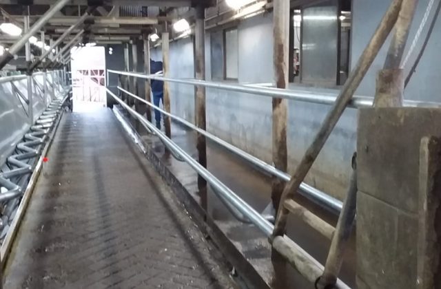 Instalamos baranda de pecho y baranda antisalto en brete de 26 puestos en Pehuajo ( Buenos Aires )