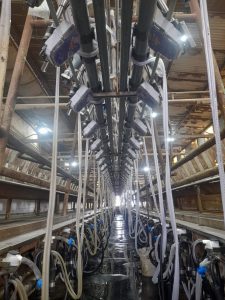 Ordeñadora Magna de 80 bajadas línea baja, con extractores de pezoneras automáticos CRA-4G, unificador de 500 LTS, sistema de variador de frecuencia y lavado automático con peristálticas. 1 ▷ Ordeñadora Magna de 80 bajadas línea baja, con extractores de pezoneras automáticos CRA-4G, unificador de 500 LTS, sistema de variador de frecuencia y lavado automático con peristálticas. 1 | RODEG ®