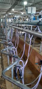 Reforma de Ordeñadora Magna de 10 bajadas con pulsado RG-3. 1 ▷ Reforma de Ordeñadora Magna de 10 bajadas con pulsado RG-3. 1 | RODEG ®